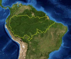 Selva amazónica en peligro