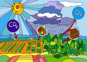 Beneficios del CO2. Aumento de las cosechas