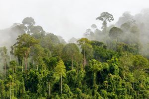 bosques primarios mundiales