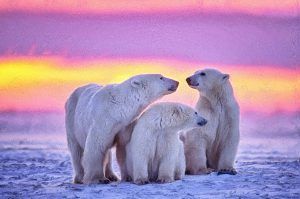 extinción de los osos polares