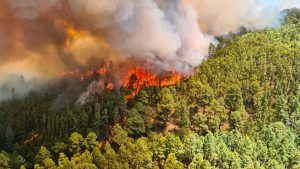 los incendios forestales